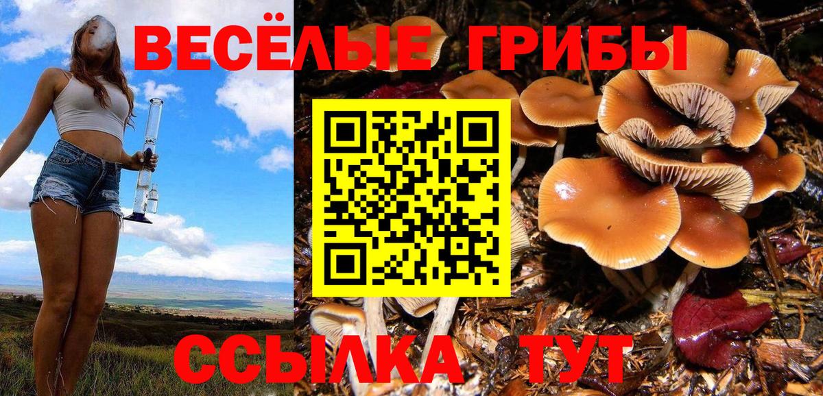 Галлюциногенные грибы Cubensis Лабинск
